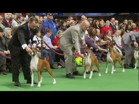 Throughout these pages you will see Boxers with differing shades of fawn or brindle coats.   All of these colors are permissible for the "Show" Boxer in every country throughout the world.