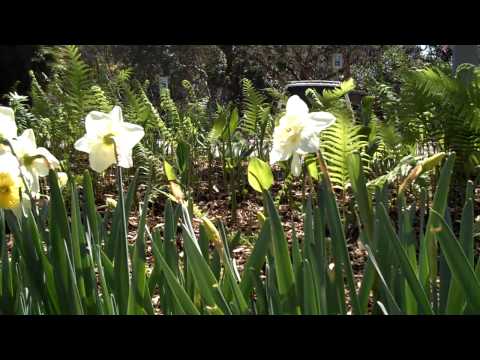 zilker park WebM format test