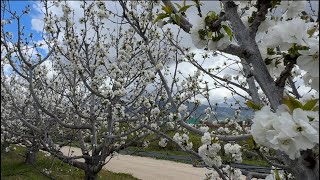 加州赏樱花杏花最后机会错过了就要等明年咯Cherry Blossom At Murray Family Farm Bakersfield CA