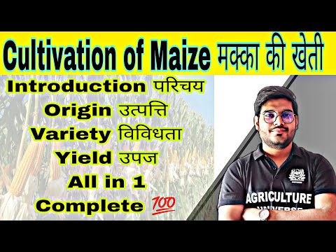 rice cultivation चावल की खेती paddy cultivation धान की खेती by Mayank Tripathi