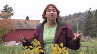 Tree & Plant Care : How to Stop a Tree From Growing