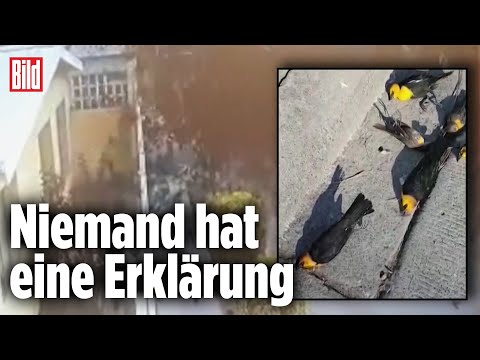 Mysteriöses Sterben: Vögel fallen tot vom Himmel | Mexiko