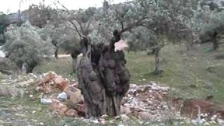 preview picture of video 'ΑΙΩΝΟΒΙΑ ΛΙΟΔΕΝΔΡΑ ΑΤΤΙΚΗΣ, AGED OLIVE-TREES'
