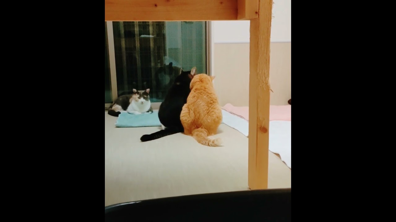 ぼしゅ（きじしろ）が好きで好きでたまらないやまちゃん（ちゃとら）　#猫