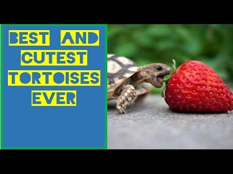 Cutest Best TORTOISE Compilation - funny TURTLES on Land कछुआ