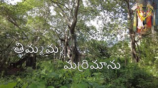 Temple video