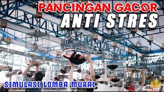 Download lagu PANCINGAN GACOR SIMULASI LOMBA MURAI BATU ANTI STRESS LANGSUNG NYAUT! mp3