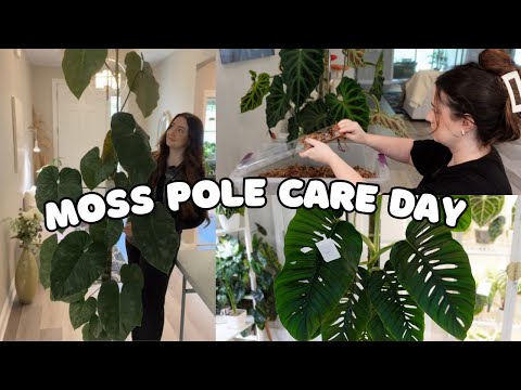 Moss Pole Care Day 2 (4 months later) ???? Some Chops & Extends ????