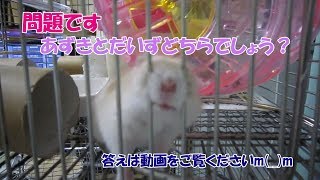 かれん撮影、あずき(3F)ジャンガリアンハムスター