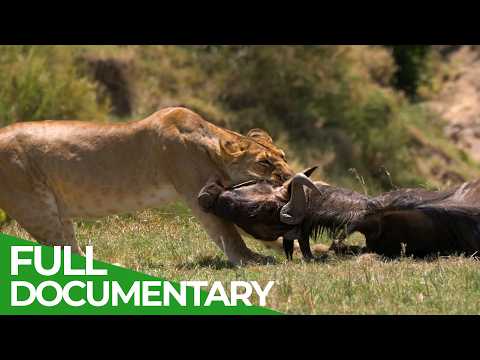 Challenge of the Savannah