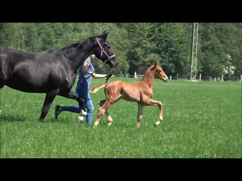 *2018 Hengst von Marc Cain - De Niro SOLD!!!