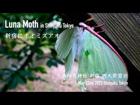 新宿にオオミズアオ @西向天神「幸運!」Lucky! Luna Moth in Shinjuku Tokyo : Movie by my iPhone