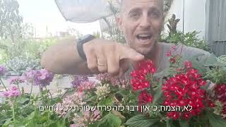 פנטס פורח רב שנתי ננסי מייצר גושים צבעוניים בגינה