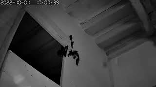 Download lagu SP ditempatkan  ditarik LAR, mantul BW nya lengket lengket #youtubepemula mp3