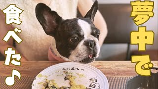 愛犬が6歳になったので誕生日ケーキでお祝いしてみた！✨