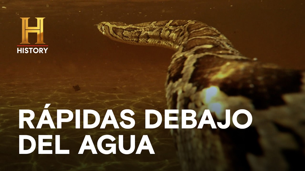 RÁPIDAS DEBAJO DEL AGUA - AMOS DEL PANTANO: INVASIÓN DE SERPIENTES