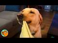 Dog Thinks Blankies Are Her Babies And Carries Them Around Cuddle Buddies