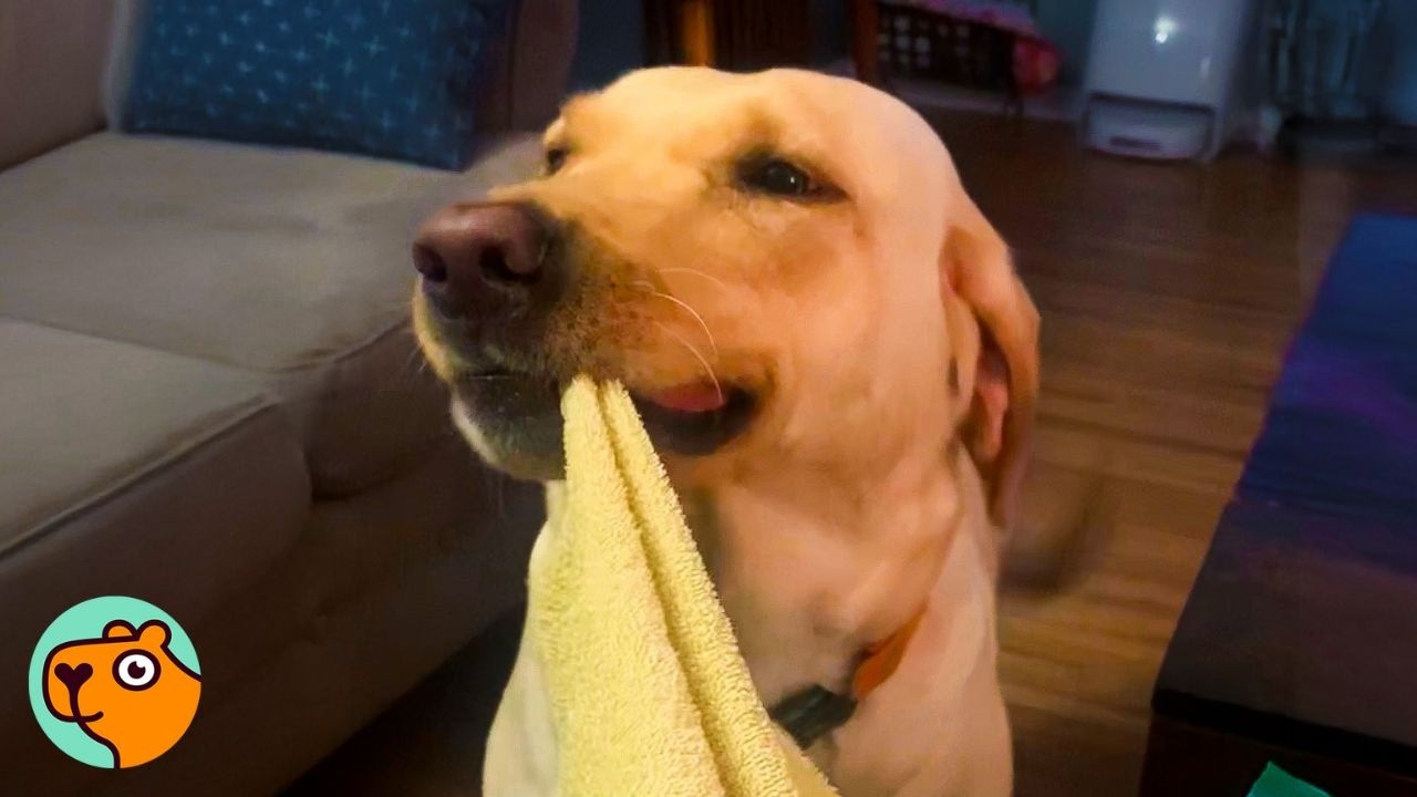 Dog Thinks Blankies Are Her Babies And Carries Them Around | Cuddle Buddies