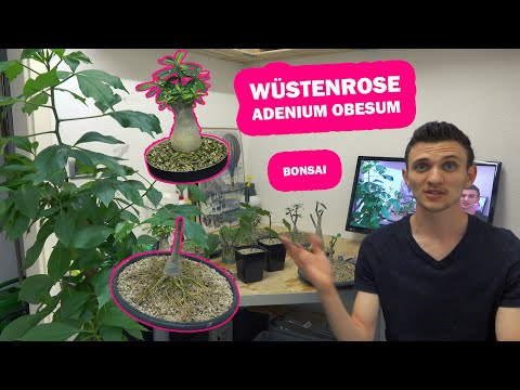 , title : 'Wüstenrose Adenium Obesum Bonsai + Updates'