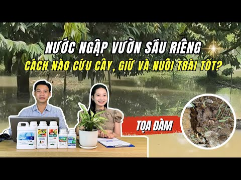 NƯỚC NGẬP VƯỜN SẦU RIÊNG – CÁCH NÀO CỨU CÂY, GIỮ VÀ NUÔI TRÁI TỐT?