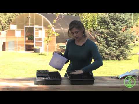 download lagu mp3 mp4 Lemon Basil Microgreens, download lagu Lemon Basil Microgreens gratis, unduh video klip Lemon Basil Microgreens