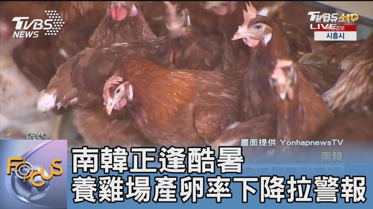 南韓正逢酷暑 養雞場產卵率下降拉警報