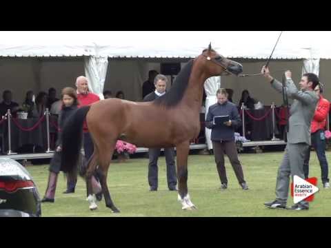 N.21 NA DESERT LUCK - Bruges 2015 National - Colts 2-3 years old (Class 4)
