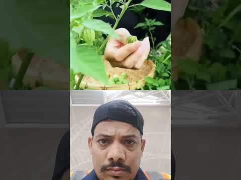 Lantern Fruit: A Precious Treasure for Health!" 😱 || #shorts #youtubeshorts #abhirajvishwakarma