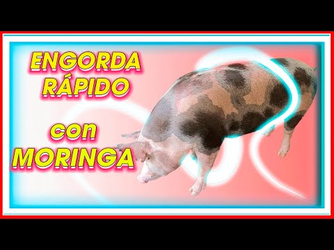 , title : 'Fácil ENGORDA de CERDOS usando Moringa  la más NUTRITIVA  ǀ Ing. Jannin Hernández Blandón MSc'