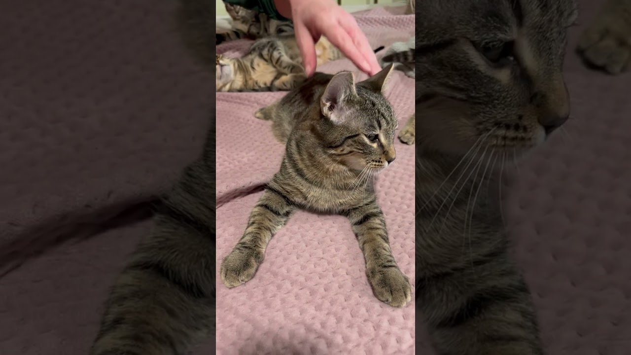 Simon a Big Love, an adoptable Tabby in Eagle Point, OR video 4/5