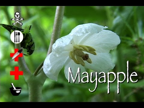 Ang paglalagay sa kung paano mapupuksa ang taba Gusto kong magbawas ng timbang sa pamamagitan ng pag-aayuno