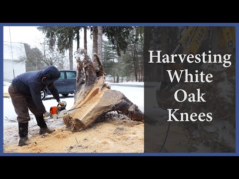 Acorn to Arabella - Journey of a Wooden Boat - Episode 95: Harvesting White Oak Knees