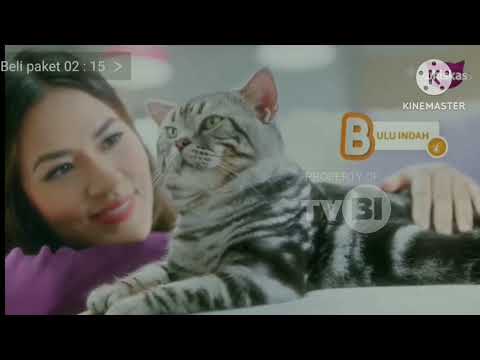 [MYS Iklan 2025] Iklan Whiskas | Raisa Punya Kucing ABCD | SCTV