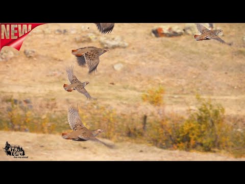 ATA TEAM Chukar Grey Partridge Hunting Keklik Avı 2020