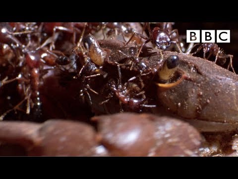Ant army eats live crab from the inside out! - BBC