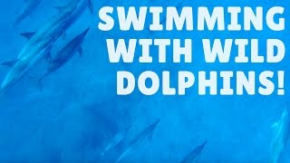 SWIMMING WITH DOLPHINS + CASELA WORLD OF ADVENTURES - YouTube