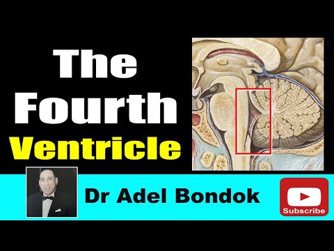 The Fourth Ventricle of the Brain, Dr Adel Bondok