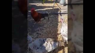 "How to Have Fun While Eating Veggies" by Betty and Veronica