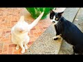 Hungry White Cat Attacks And Slaps The Cute Tuxedo Cat