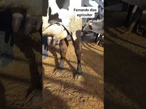 Feira de gado em Craibas Alagoas 13/06/26#gado #pecuarista #fazenda
