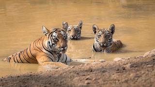 De los tigres a las tortugas: historias de éxito de conservación que dan esperanza a la fauna