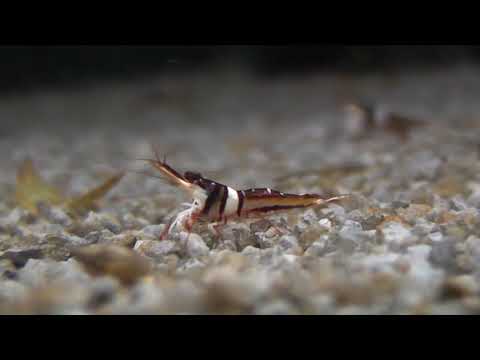 Aqua-Tropica "Das Original"-  Garnelen-VITAL Sulawesi Futter, Harlekingarnele, Caridina woltereckae