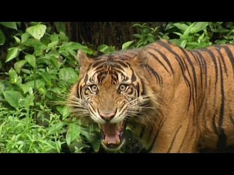 SUMATRAN TIGER - Vanishing Species