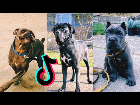 Why you Should Own a Cane Corso🐶 TikTok Compilation July 2021