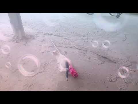 Bom trabalho Elisama fiomo