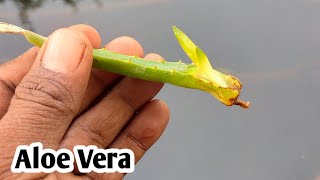 How to grow Aloe vera from leaf || hindi Home/Garden