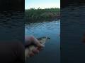 Video Thumbnail for Fly Fishing Perch Is Possible!