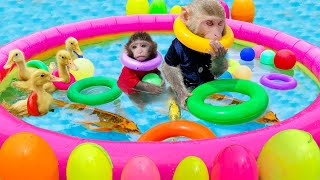 Bim Bim swimming in koi fish tank and duck is very funny and cute | Little monkey video compilation