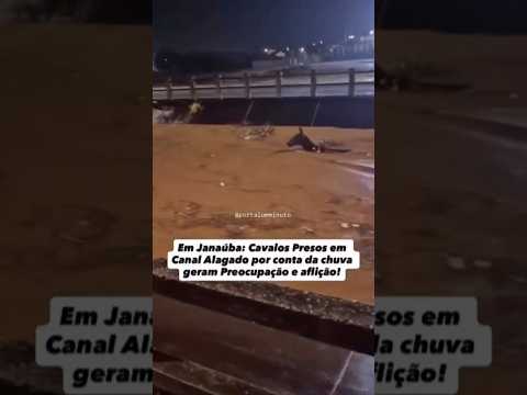 Forte Chuva em Janaúba MG, animais descendo na correnteza... INSCREVA-SE