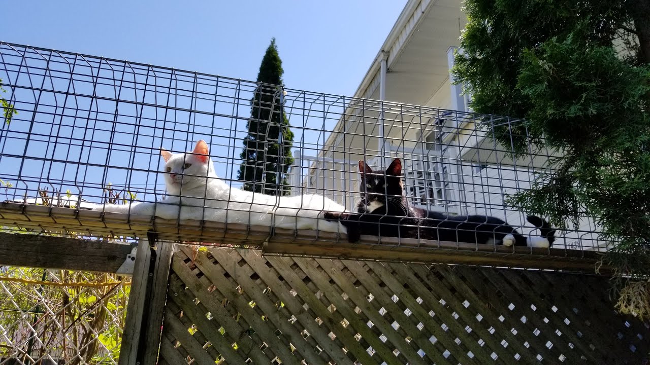 Tour du catio et recommandations